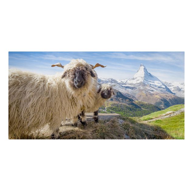 Kunstdrucke auf Leinwand Schwarznasenschafe von Zermatt