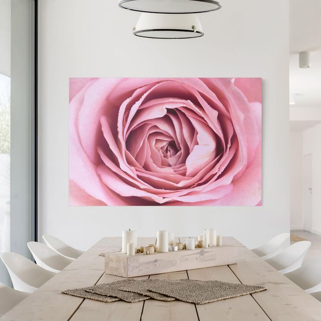 Rosen Bild auf Leinwand Rosa Rosenblüte