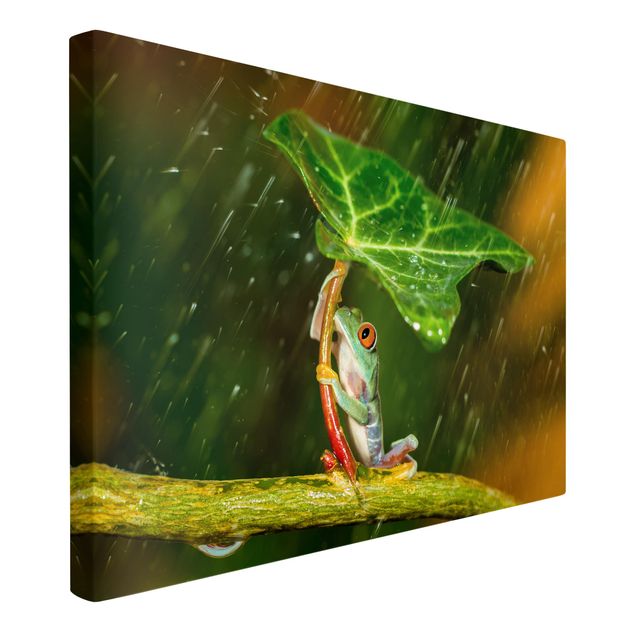 Tierbilder auf Leinwand Ein Frosch im Regen
