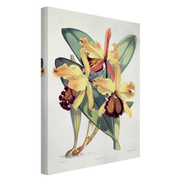Leinwandbild Kunstdruck Walter Hood Fitch - Orchidee