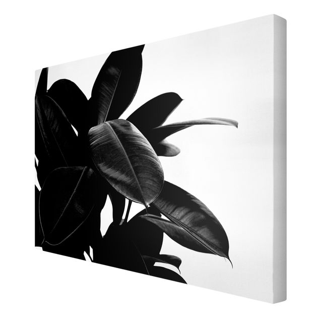 Schöne Wandbilder Gummibaum Blätter Schwarz Weiß