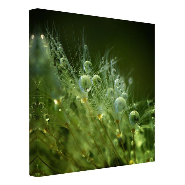 Bilder für die Wand Grüne Samen im Regen