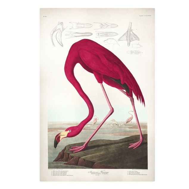 Leinwandbild Vintage Vintage Lehrtafel Amerikanischer Flamingo