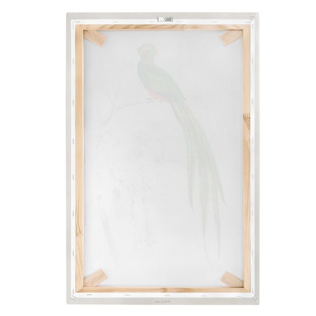 Wandbilder Vintage Lehrtafel Tropischer Vogel I