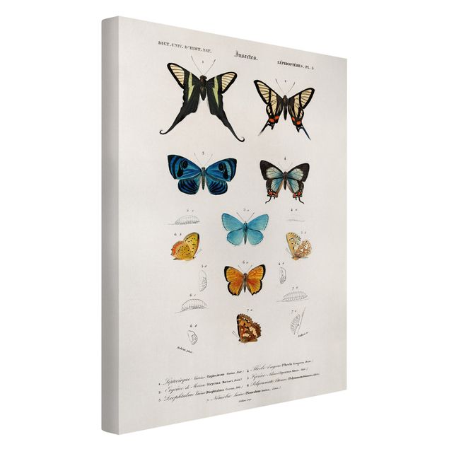 Leinwandbild Vintage Vintage Lehrtafel Schmetterlinge I