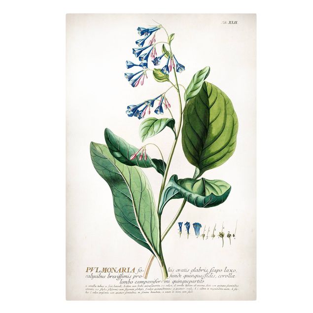 Schöne Leinwandbilder Vintage Botanik Illustration Lungenkraut
