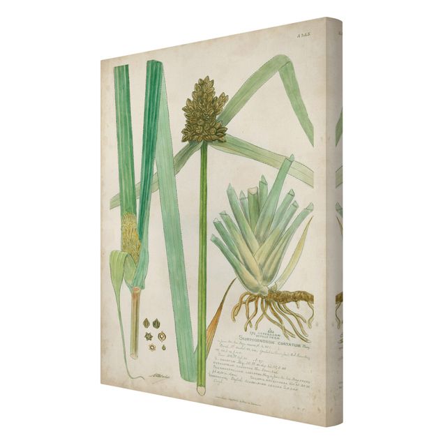 Schöne Leinwandbilder Vintage Botanik Zeichnung Gräser III