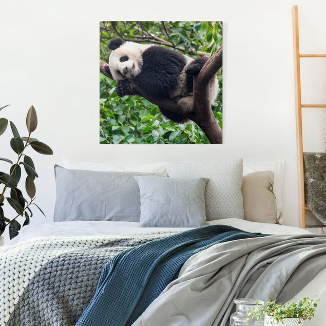 Wandbilder Tiere Schlafender Panda auf Ast