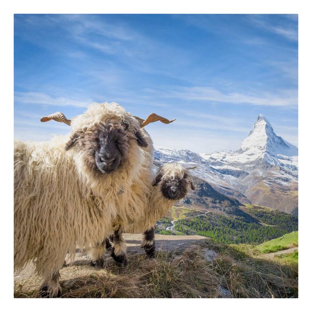 Leinwandbild Kunstdruck Schwarznasenschafe von Zermatt