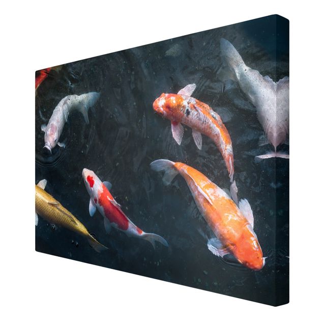 Wandbilder Tiere Kois im Teich