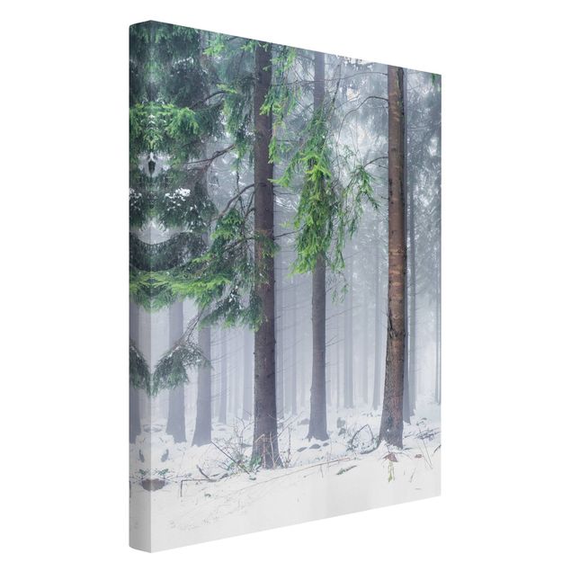 Leinwandbilder Wald Nadelbäume im Winter