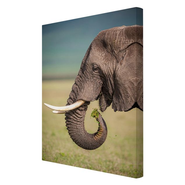 Wandbilder Elefantenfütterung Afrika