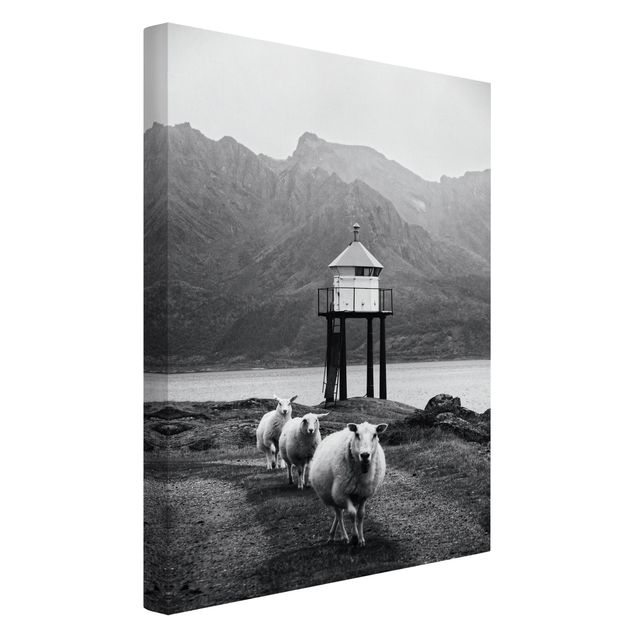 Kunstdrucke auf Leinwand Drei Schafe auf den Lofoten
