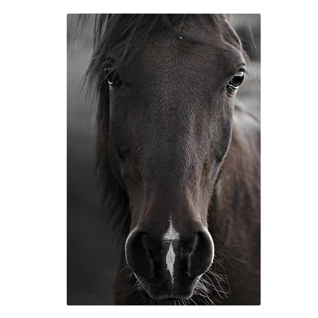 Tierbilder auf Leinwand Dunkles Pferd