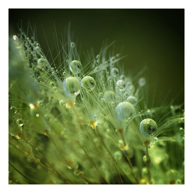 Schöne Leinwandbilder Grüne Samen im Regen