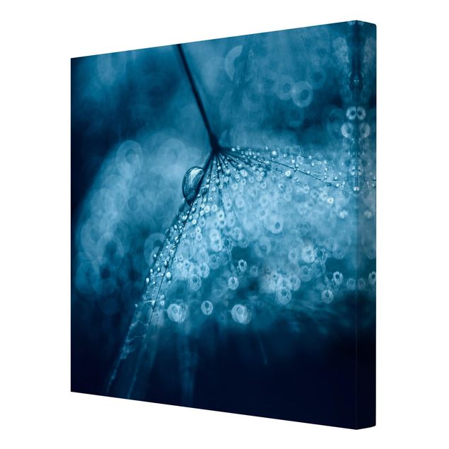 Schöne Leinwandbilder Blaue Pusteblume im Regen