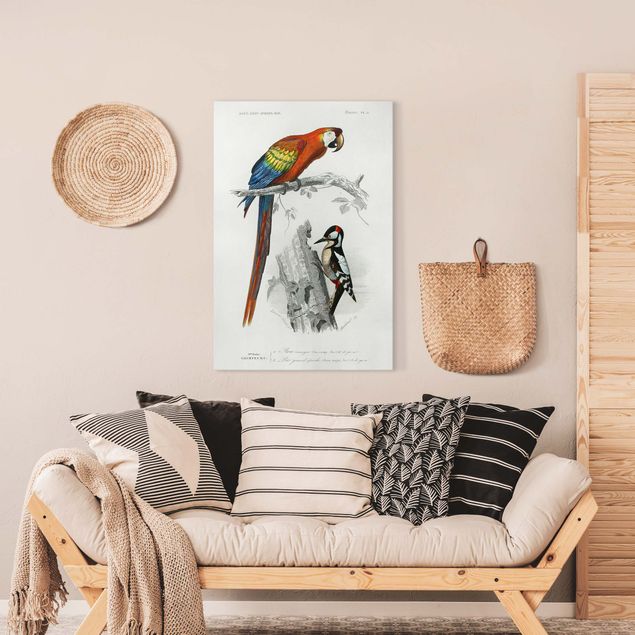 Leinwandbilder Vögel Vintage Lehrtafel Papagei Rot Blau