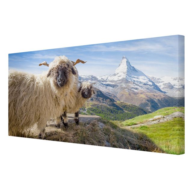 Wandbilder Tiere Schwarznasenschafe von Zermatt