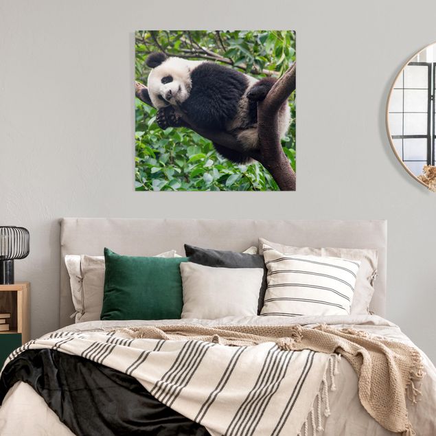 Leinwandbilder Landschaft Schlafender Panda auf Ast