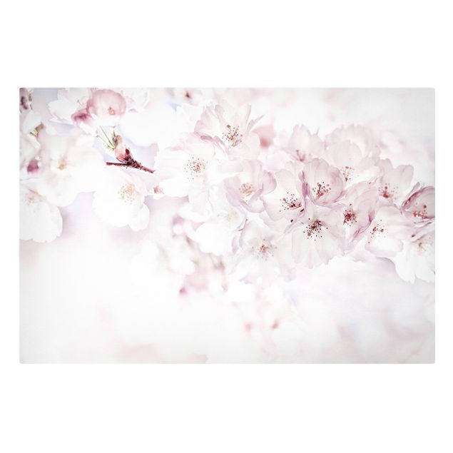 Leinwandbilder Ein Kirschblütenhauch
