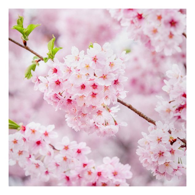 Wandbilder Städte Japanische Kirschblüten