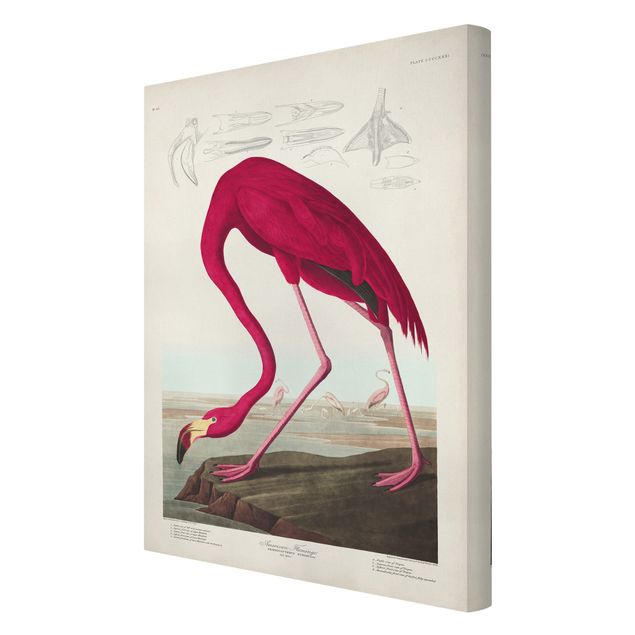 Leinwandbilder Tier Vintage Lehrtafel Amerikanischer Flamingo