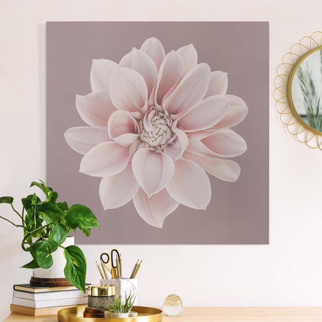 Leinwand Bilder XXL Dahlie Blume Lavendel Weiß Rosa