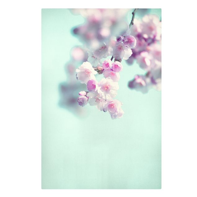 Schöne Wandbilder Farbenfrohe Kirschblüten