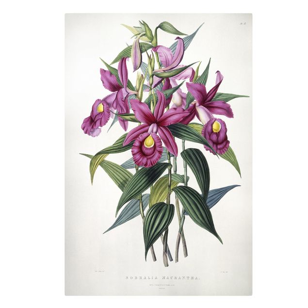 Leinwandbild Kunstdruck Maxim Gauci - Orchidee I