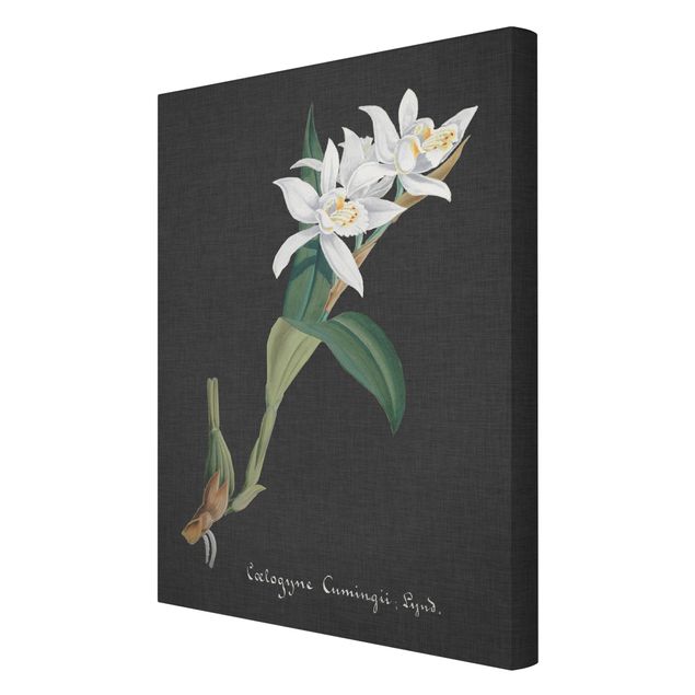 Bilder auf Leinwand Weiße Orchidee auf Leinen II