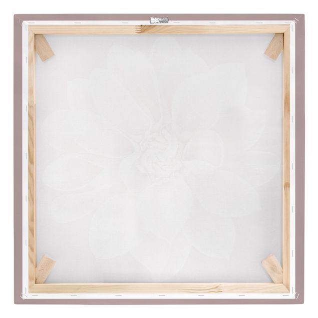 Leinwandbild - Dahlie Blume Lavendel Weiß Rosa - Quadrat 1:1