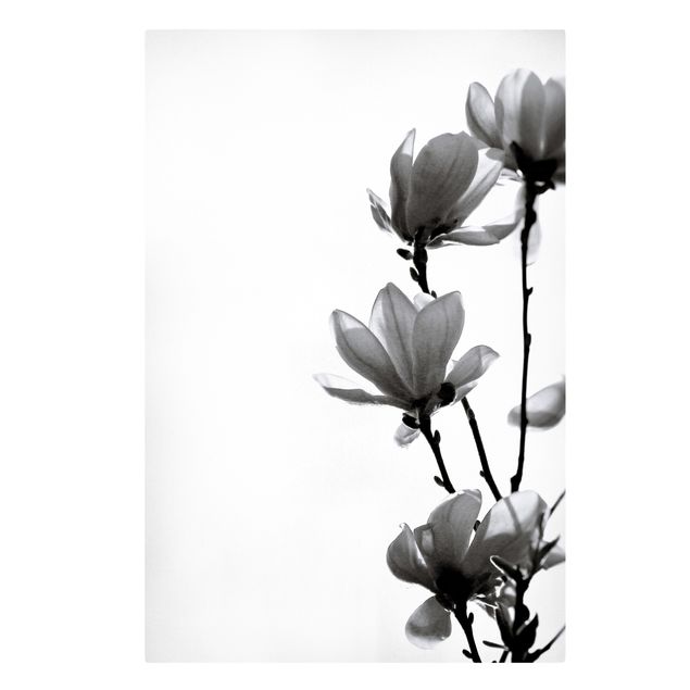 Moderne Leinwandbilder Wohnzimmer Frühlingsbote Magnolie Schwarz Weiß
