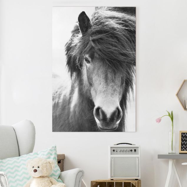 Leinwand Bilder XXL Island Pferd in Schwarz-weiß
