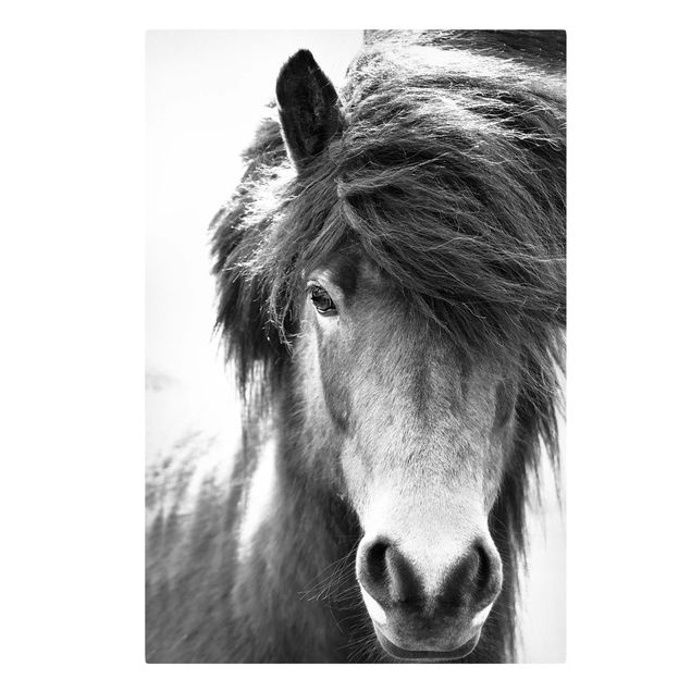 Leinwandbild Kunstdruck Island Pferd in Schwarz-weiß