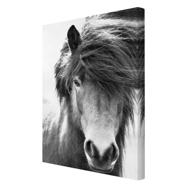 Tierbilder auf Leinwand Island Pferd in Schwarz-weiß