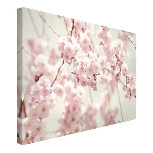 Leinwandbilder Wohnzimmer modern Kirschblütentanz