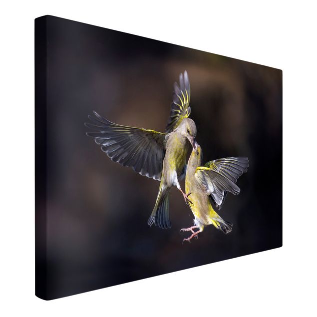 Leinwandbilder Tier Küssende Kolibris