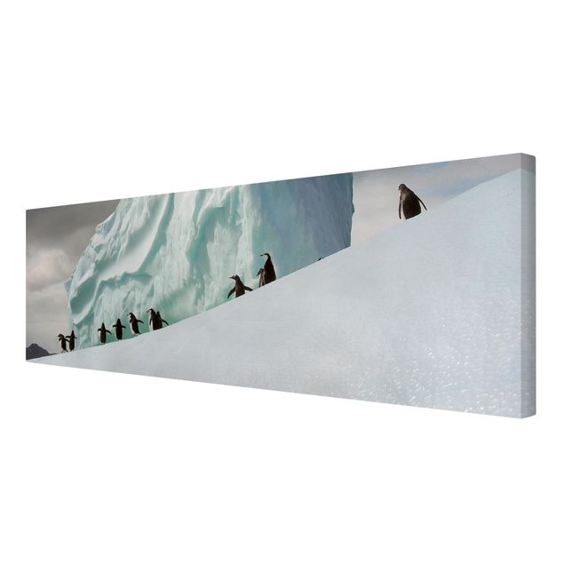 Schöne Wandbilder Arctic Penguins