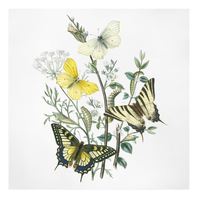 Leinwandbild Vintage Britische Schmetterlinge III