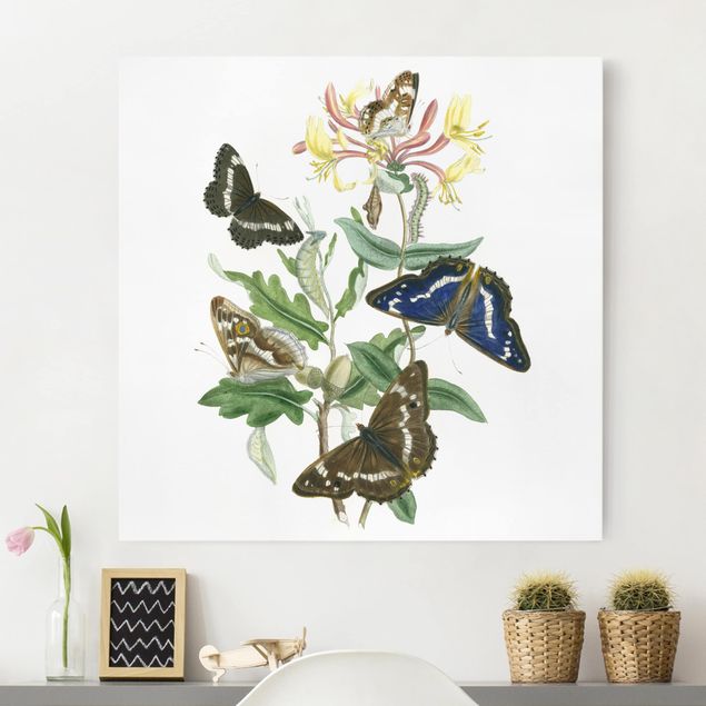 Wandbilder XXL Britische Schmetterlinge IV