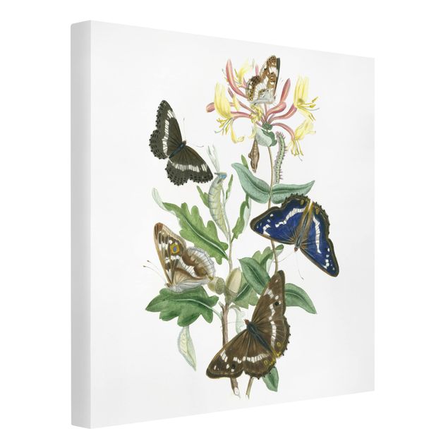 Wandbilder Tiere Britische Schmetterlinge IV