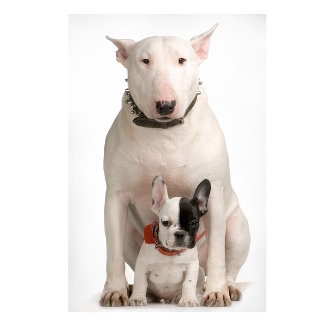 Moderne Leinwandbilder Wohnzimmer Bull Terrier and Friend