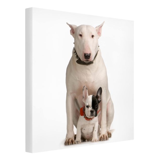 Tierbilder auf Leinwand Bull Terrier and friend