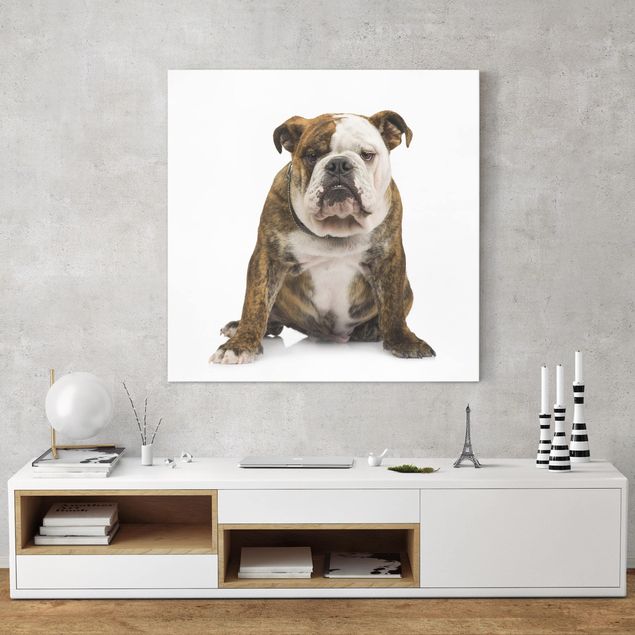 Wandbilder Tiere Bulldogge