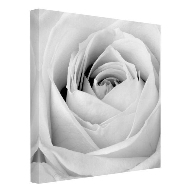 Wandbilder Schwarz-Weiß Close Up Rose
