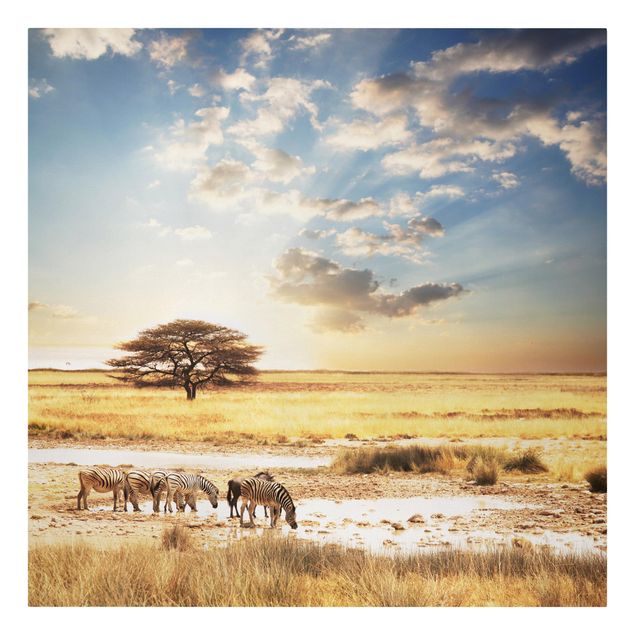 Leinwandbilder Landschaft Das Leben der Zebras