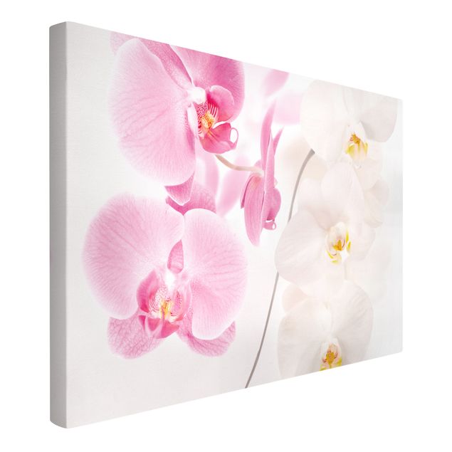 Leinwandbilder Wohnzimmer modern Delicate Orchids