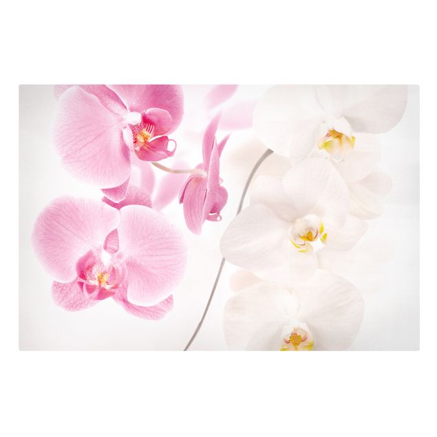 Schöne Wandbilder Delicate Orchids