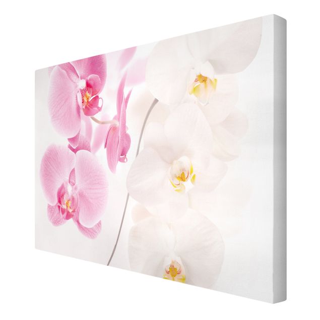 Bilder auf Leinwand Delicate Orchids