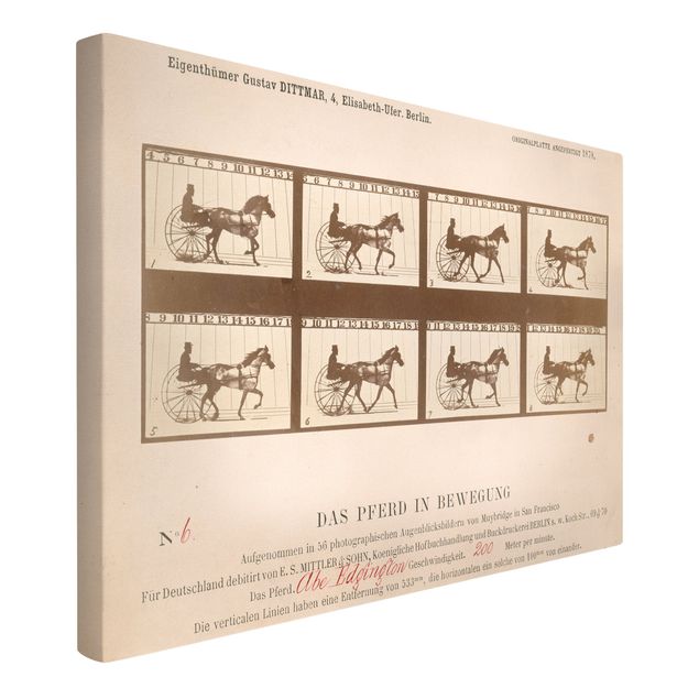 Leinwandbild Vintage Eadweard Muybridge - Das Pferd in Bewegung